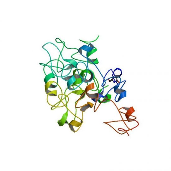 Triticum vulgaris Lectin (WGA) - Alexa Fluor 594
