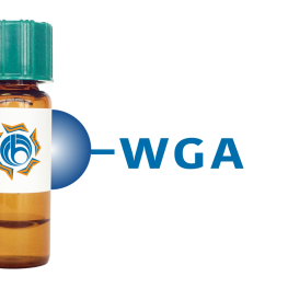 Triticum vulgaris Lectin (WGA) - Separopore&reg; 6B