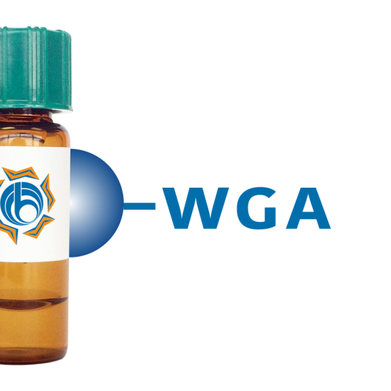 Triticum vulgaris Lectin (WGA) - Separopore&reg; 6B
