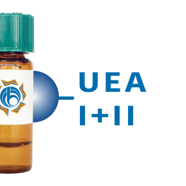 Ulex europaeus Lectin (UEA I+II) - Separopore&reg; 4B