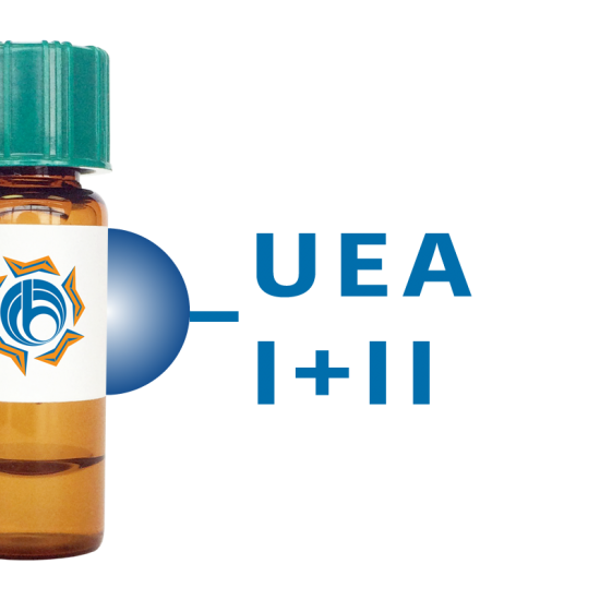 Ulex europaeus Lectin (UEA I+II) - Separopore&reg; 4B