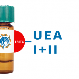 Ulex europaeus Lectin (UEA I+II) - TRITC (Rhodamine)