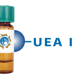 Ulex europaeus Lectin (UEA I) - Separopore&reg; 4B