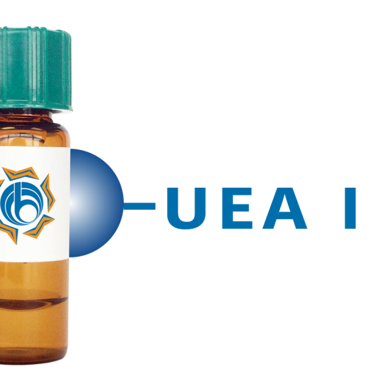 Ulex europaeus Lectin (UEA I) - Separopore&reg; 4B