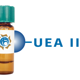 Ulex europaeus Lectin (UEA II) - Separopore&reg; 4B