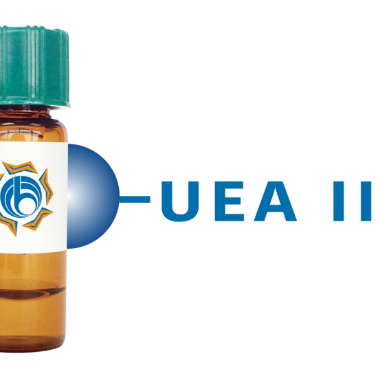 Ulex europaeus Lectin (UEA II) - Separopore&reg; 4B