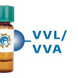 Vicia villosa Lectin (VVL/VVA) - Separopore&reg; 4B