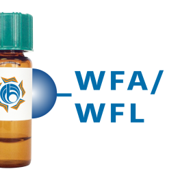 Wisteria floribunda Lectin (WFA/WFL) - Separopore&reg; 4B