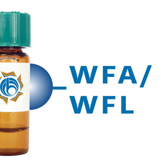 Wisteria floribunda Lectin (WFA/WFL) - Separopore&reg; 4B