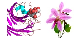 Bauhinia-purpurea-Camel-foot-tree-lectin