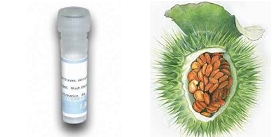Datura-stramonium-Jimson-weed-Lectin