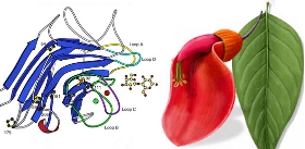 Erythrina-cristagalli-Coral-tree-Lectin
