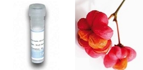 Euonymus-europaeus-Spindle-tree-Lectin