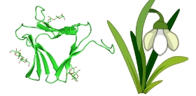 Galanthus-nivalis-Snowdrop-Lectin