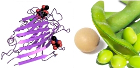 Glycine-max-Soybean-Lectin