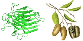 Griffonia-simplicifolia-Lectin
