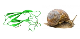 Helix-pomatia-Snail-Lectin