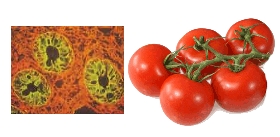 Lycopersicon-esculentum-Tomato-Lectin
