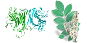 Maackia-amurensis-Amur-maackia-Lectin