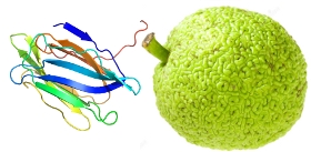 Maclura-pomifera-Osage-Orange-Lectin