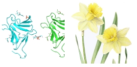 Narcissus-pseudonarcissus-Lent-lily-Lectin