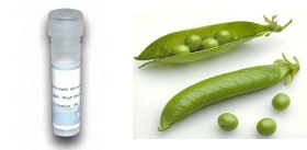 Pisum-sativum-Lectin