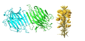 Ulex-europaeus-Gorse-furze-Lectin