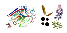 Vicia-villosa-Hairy-Vetch-Lectin