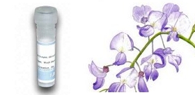 Wisteria-floribunda-Lectin