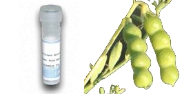 vicia-ervilia-Bitter-Vetch-Lectin