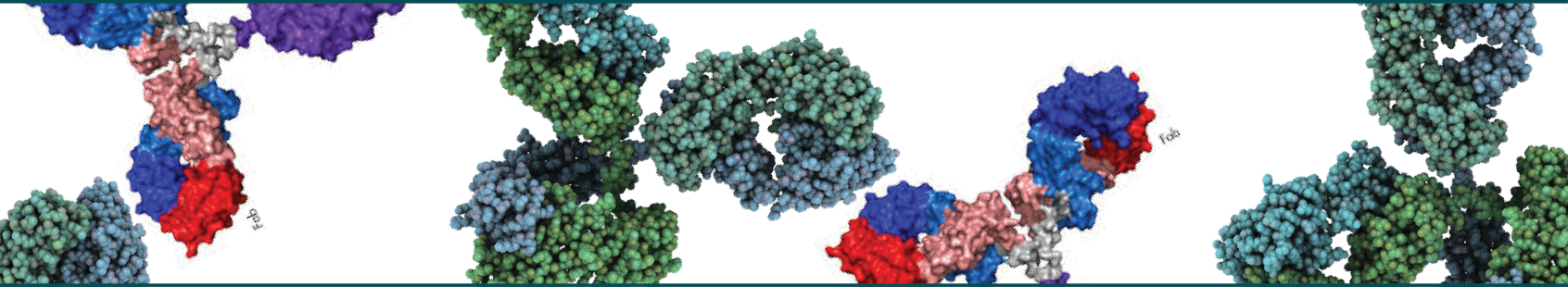 Antibodies