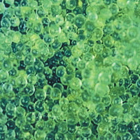 BioAlginate Beads, Macro (BAB)
