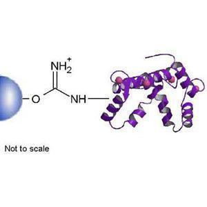 Calmodulin Separopore&reg; 4B