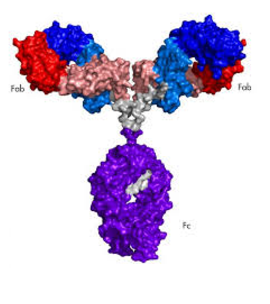 Conjugated Antibodies