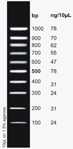DNA Ladder (100bp-1kb)