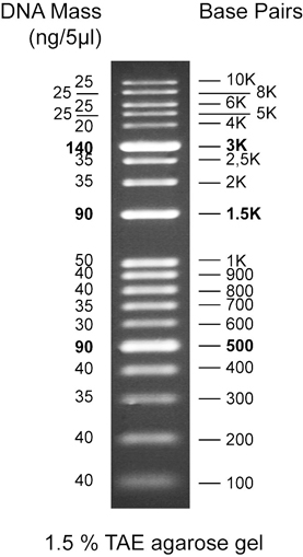 DNA Marker (100bp-1kb)