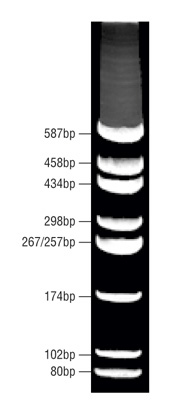DNA Micromarker Ladder (80-587bp)