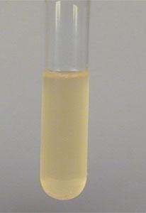 Dextrose Tryptone Broth