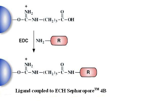ECH Separopore&reg; 4B