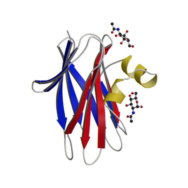 Lectins and Glycobiology (GlycoMatrix™)