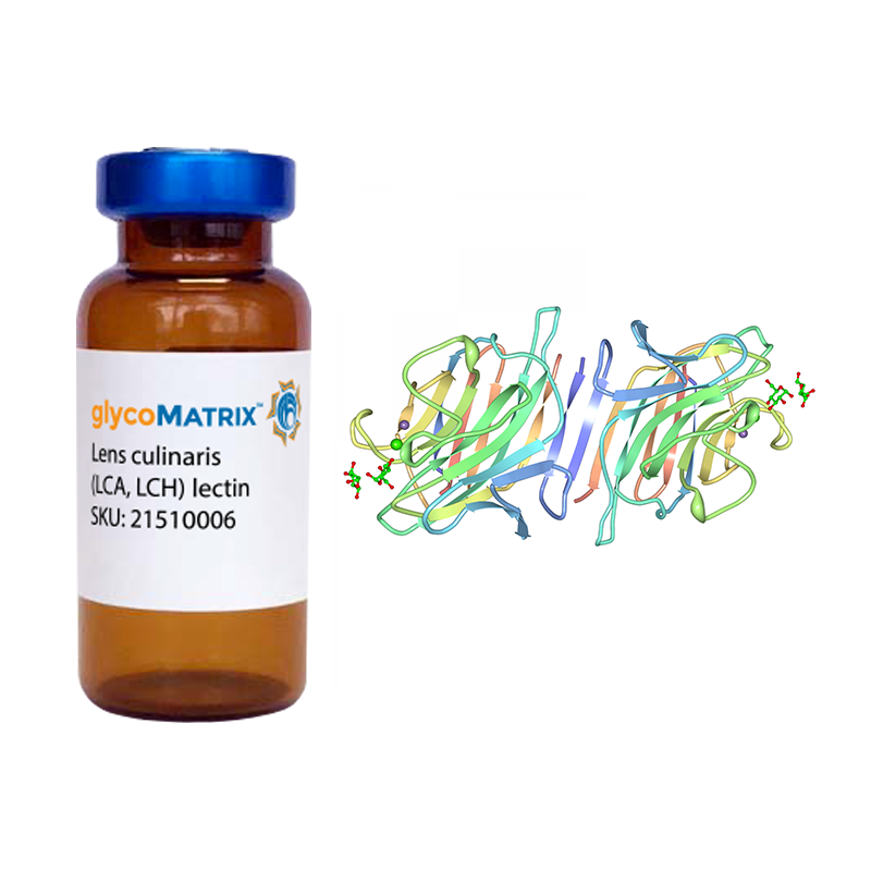 Sambucus nigra Lectin (SNA/EBL I) - Pure | bioWORLD