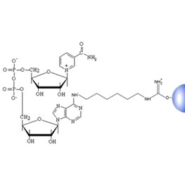 NAD Separopore&reg; 4B-CL