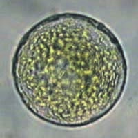 とのさまがえる Bovine Serum Albumin, Fraction V - Fatty Acid Free