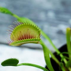 Plant Hormones and Growth Regulators