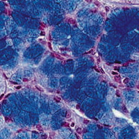 Stains and Dyes