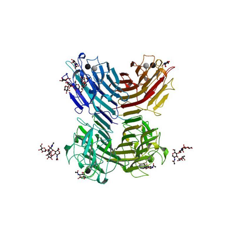 Wisteria floribunda Lectin (WFA/WFL) - Alexa Fluor 647 | bioWORLD