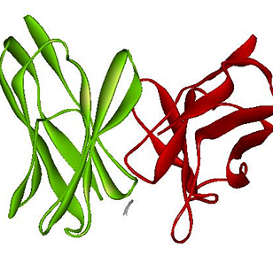 Custom Antibody Service