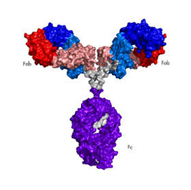 Antibodies